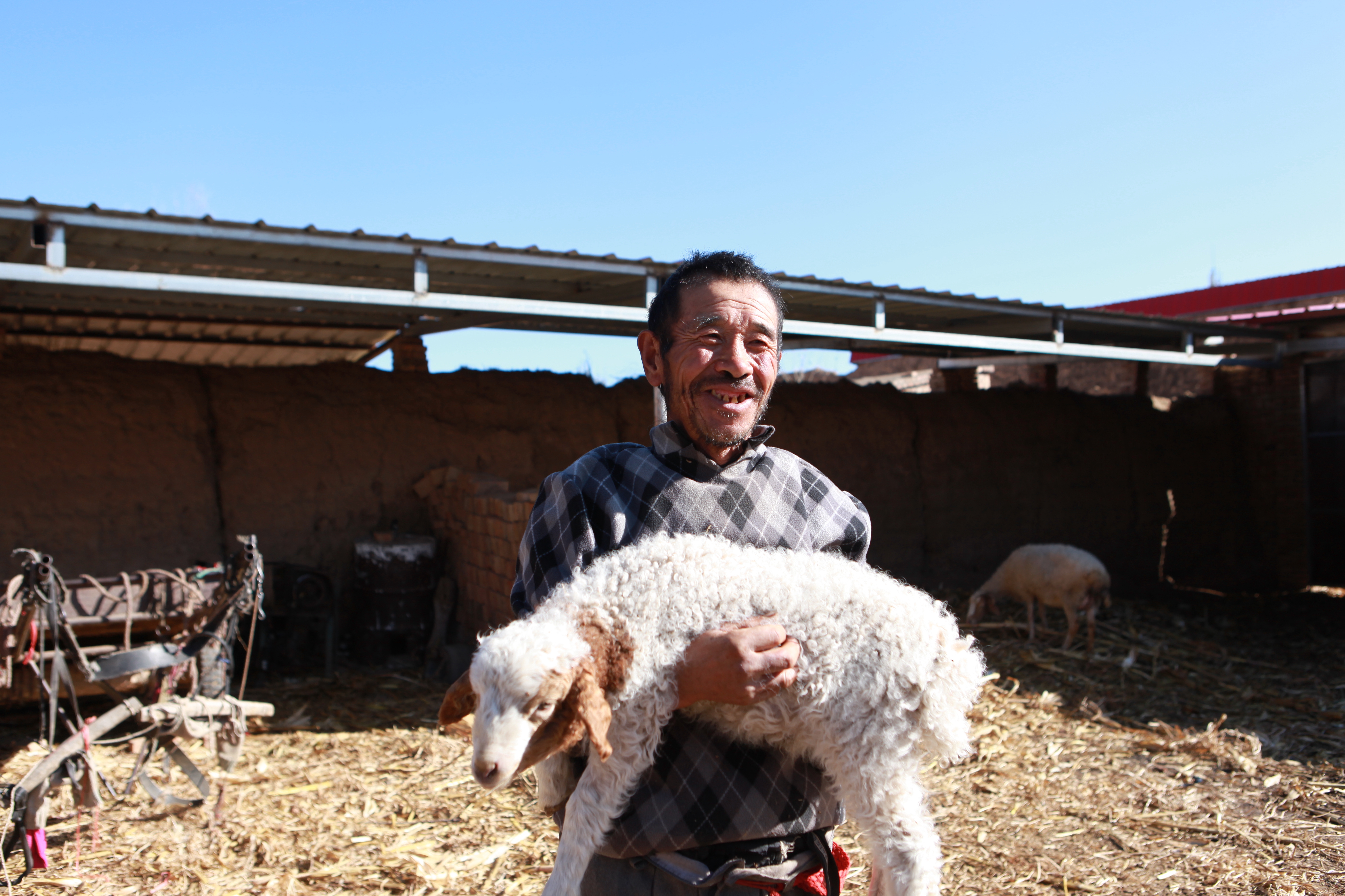 1731311457278041090.jpg 养殖羊给村民带来新收入。赵菊芳摄。_副本.jpg